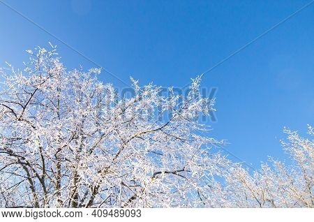 Blue Sky, Forest Tree Branch Top In Snow. Wonderful Fairytale Christmas New Year Weather. Winter Bac