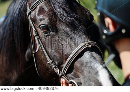 Arab Tall Beard Man Wear In Black Helmet With Arabian Horse.
