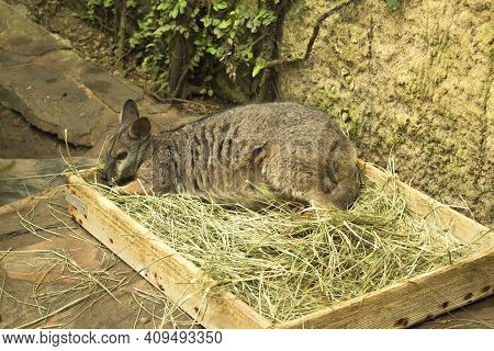 Tammar Wallaby Kangaroo Sleeping In Wooden Box With Herbs. No People