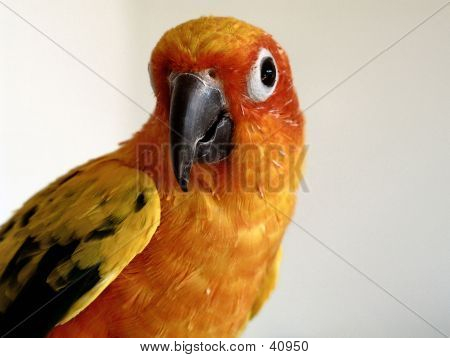 Closeup Of A Sun Conure (pappagallo)
