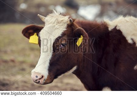 Horizontal Close-up Image Of Head Of Crying Brown Cow With Horns And Yellow Marks On Ears