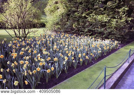 Verbania (vco), Italy - April 01, 2017: Tulips In \