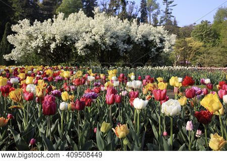 Verbania (vco), Italy - April 01, 2017: Tulips In 