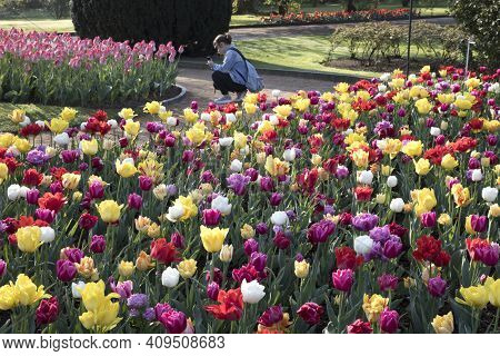 Verbania (vco), Italy - April 01, 2017: Tulips In 