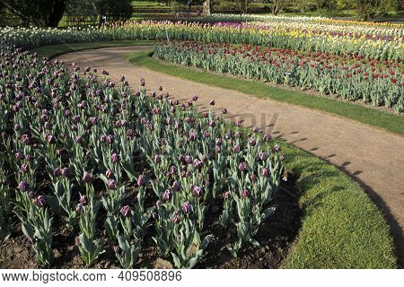 Verbania (vco), Italy - April 01, 2017: Tulips In \