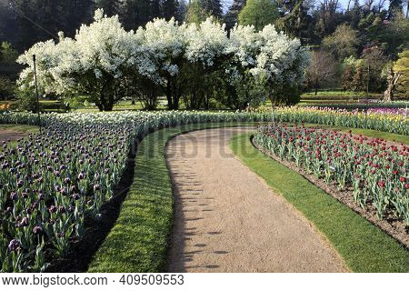 Verbania (vco), Italy - April 01, 2017: Tulips In 