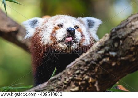 Fluffy Red Panda With Tongue Sticking Out. Close Up Portrait Of The Teasing Cute Lesser Panda Or Fir