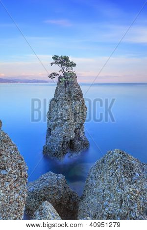 Parco di Portofino. Pine Tree Rock Cliff. Lunga esposizione. Liguria, Italia