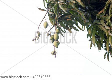 Young Mango Fruit On Tree With Sunlight Isolated On White Background.