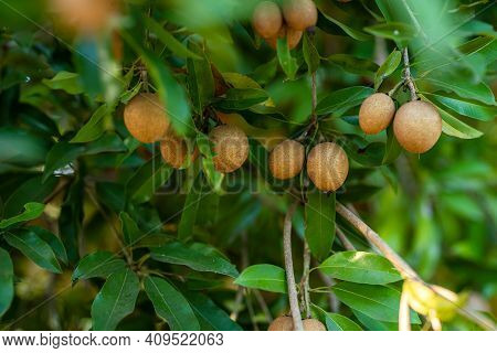 Close Up Of Sapodilla Grow On The Sapodilla Tree In A Garden Background Sapodilla Leaves In Thailand