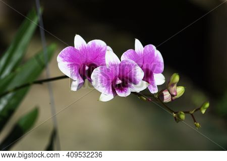 Colorful Dendrobium Orchid Flowers Blooming In Plantation With Blurred Background .