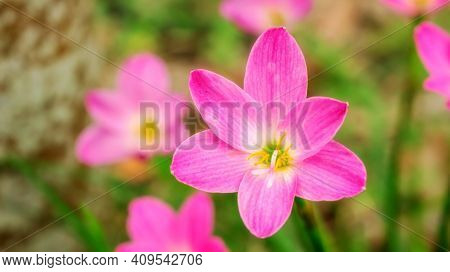 Pink Zephyranthes Lily Flower In A Garden.