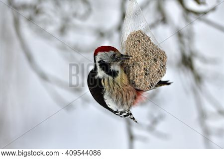 Feeding A Middle Spotted Woodpecker That Holds Tallow Balls And Feeds On Sunflower Seeds