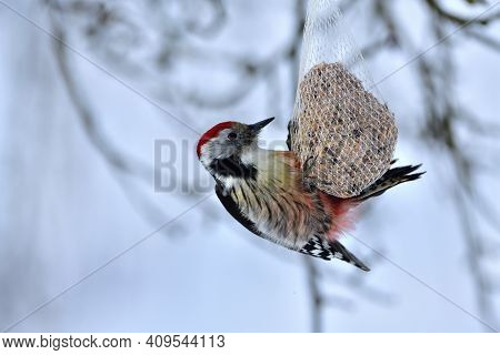 Detail On Head With Beak Of Middle Woodpecker Eating Tallov Ball In Winter