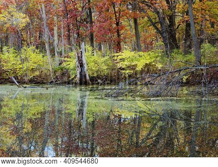 Autumn Colors Abound Along The Shore Of This Wetland Pond, Mark's Pond, Green Valley Forest Preserve