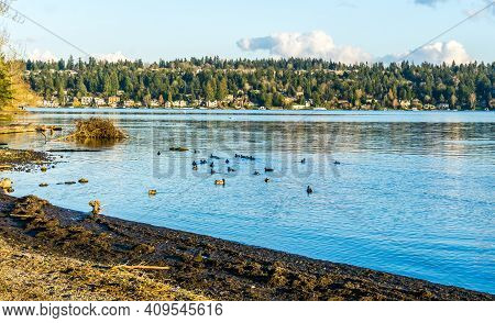A View Of Mercer Island From Seward Park In Seattle, Washingoton. Birds In The Forefroung.