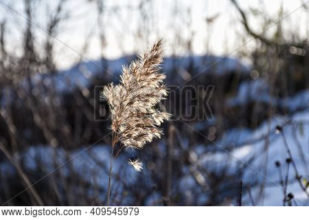 Single Dry Fluffy Reed Flower Close Up In Winter Season