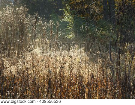 Grasses Are Backlit With The Morning Sun At Oldfiled Oaks Forest Preserve, Dupage County, Illinois