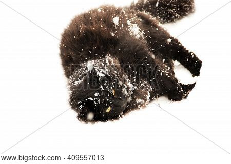 Black Cat In The Snow. Cat In The Winter On The Street. The Cat Lies In The Snow