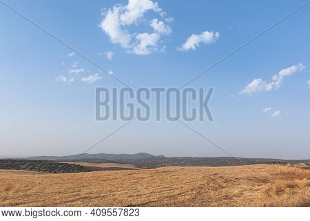 Sheep Grazing Fields And Cereal Cultivation In Southern Andalusia In Spain