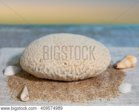 A Piece Of Brain Coral Is Seen Along With Some Sea Shells.
