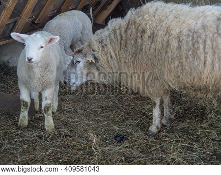 spring tiem in the germany muensterland near ahaus