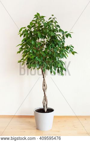 ficus benjamina large green houseplant with long braided stem