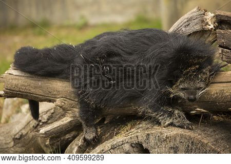 The Binturong (arctictis Binturong) In The Zoological Garden.