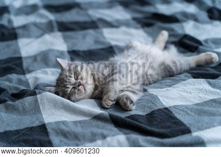 Small Purebred Scottish Straigth Kitten Lies On Back On Plaid Blanket On Tbed And Sleeps Cute. Adora