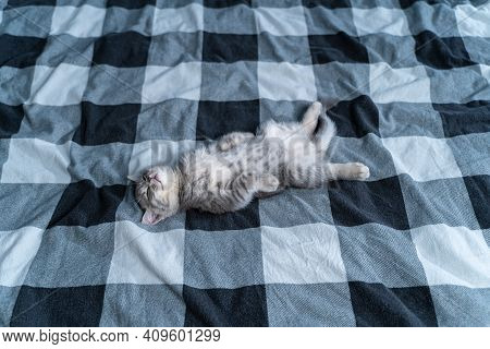Cute Kitten Lies On Back And Sleeping. Tabby Scottish Kitty Gray Funny Lying And Sleeping On Bed. Lo