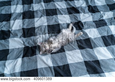 Cute Kitten Lies On Back And Sleeping. Tabby Scottish Kitty Gray Funny Lying And Sleeping On Bed. Lo