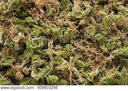 Dry Sphagnum Moss Background. Dried Sphagnum, Top View.