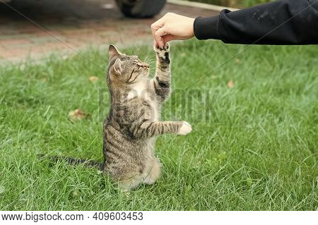 Outbred Cat Pet Sit On Green Grass Domestic Animal Play With Human Hand Giving It A Happy Life, Anim