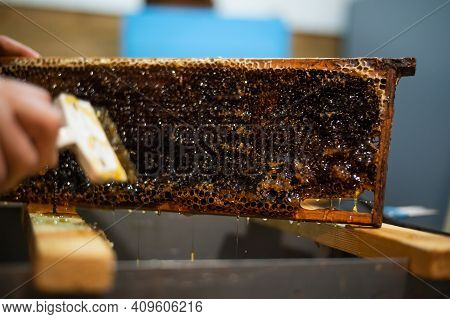 Uncovering The Honeycombs With The Scraper By Hand, Honey Harvest.