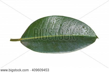 Fresh Green Leaf Of Ficus Elastica Plant Isolated On White