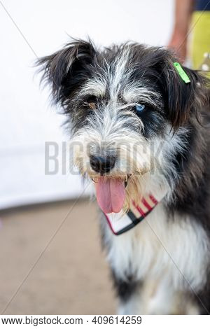 Volunteer Exhibition Of Stray Dogs.  Dog Training, Preparation For Exhibition, Pets. Dog Is Waiting 