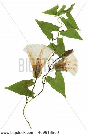 Pressed And Dried Delicate Transparent Bindweed Flowers Isolated On A White Background. For Use In S