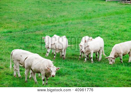 white cows