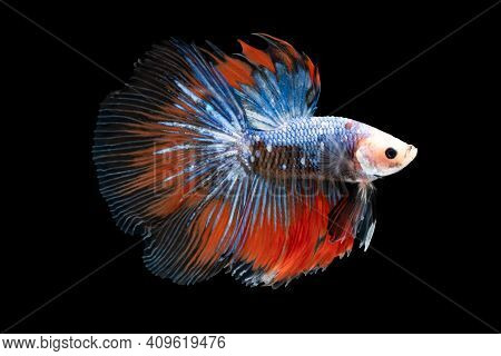 Swimming Action Of Betta, Siamese Fighting Fish, Colorful Betta, Pla-kad (biting Fish) Thai; Half Mo