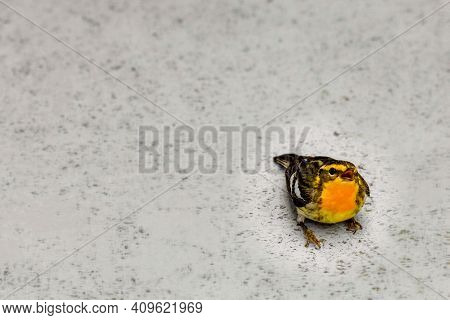 Blackburnian Warbler  On The Pavement Wating Something To Eat