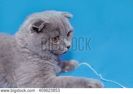 A Lop-eared Scottish Cat Plays With Balls Of Yarn. An Animal On A Blue Background. Fun For Pets