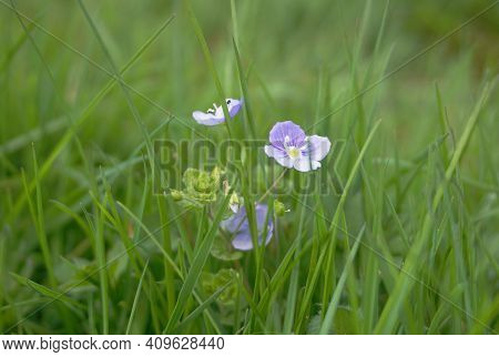 Veronica Umbrosa Georgia Blue Flowers On Green Grass Background Close Up.