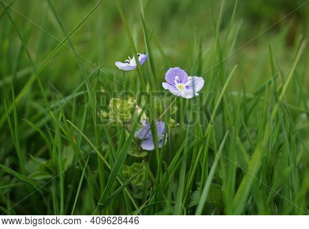Veronica Umbrosa Georgia Blue Flowers On Green Grass Background Close Up.