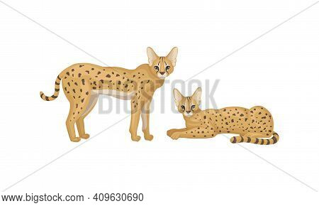 Serval As African Wild Cat With Small Head And Large Ears Standing And Lying Vector Set