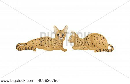 Serval As African Wild Cat With Small Head And Large Ears Lying Vector Set