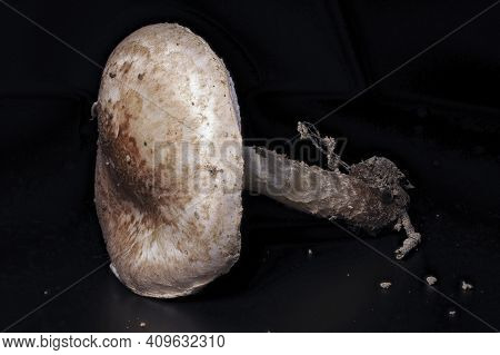 The Fatal Dapperling (lepiota Subincarnata) Is A Deadly Poisonous Mushroom , An Intresting Photo