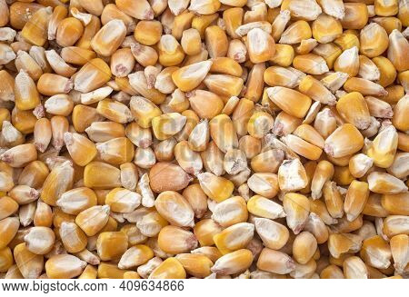Dried Corn In Front Of White Background