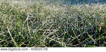 Morning Dew Froze On A Green Grass. Dense Rolled Lawn. Spring Gardening Care. Beautiful Natural Text