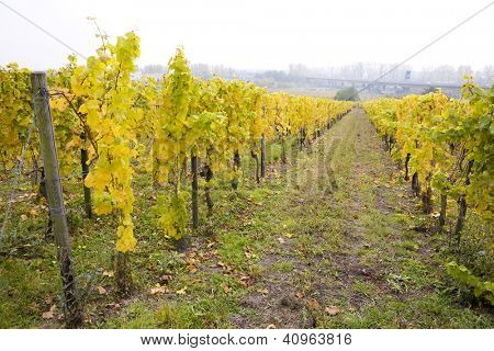 viinitarhojen ympäröimä Hochheim, Rheingau, Saksa