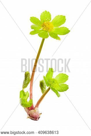 Hacquetia Epipactis, Flower From A Forest That Blooms In The Spring Months. Flower Isolated On White